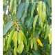 Garcinia xanthochymus - Yellow mangosteen