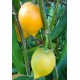 Garcinia xanthochymus - Yellow mangosteen