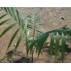 Chamaedorea costaricana 'Quetzalteca'