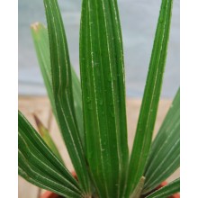 Rhapidophyllum hystrix SMALL