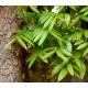 Swietenia macrophylla - Large-leaved mahogany