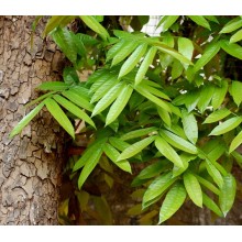 Swietenia macrophylla - Large-leaved mahogany
