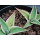 Agave guiengola 'Creme Brulee'