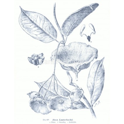 Hoya lauterbachii
