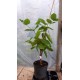 Syzygium aqueum Australian Hardy - Manzana de Agua