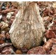 Corallocarpus welwitschii