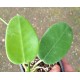 Hoya cf. madulidii/suluensis