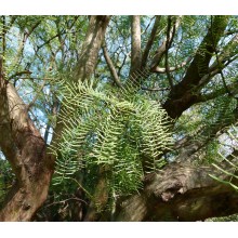 Prosopis chilensis 'Large Fruited' – Chilean Carob Tree