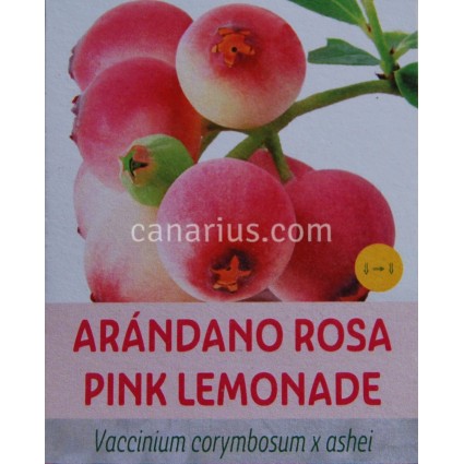 Vaccinium corymbosum x ashei 'Pink lemonade'