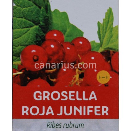 Ribes rubrum 'Roja junifer'