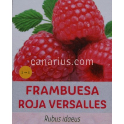 Rubus idaeus 'Roja versalles'