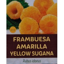 Rubus idaeus 'Yellow sugana'