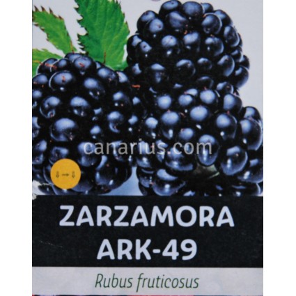 Rubus fructicosus 'ARK-49'
