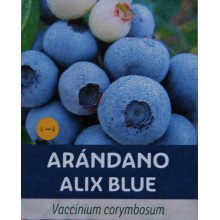Vaccinium corymbosum 'Alix blue'