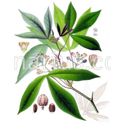 Manihot esculenta 'Yucca Negra'- Cassava