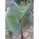 Colocasia esculenta 'Bun Long Woo'