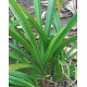 Amaryllis belladonna 'Alba'