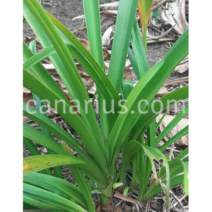 Amaryllis belladonna 'Alba'