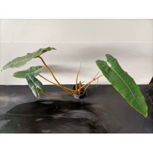 Philodendron billietiae - Large
