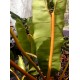 Philodendron billietiae - Large