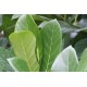 Artocarpus heterophyllus 'Black Gold' - Jackfruit (Air layering)