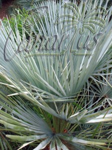 Frost hardy Chamaerops humilis cerifera from the mountains of Morocco