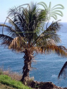 Cocos nucifera in the Palmetum in Tenerife