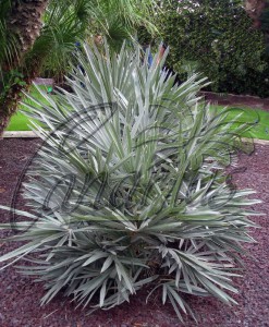 Juvenile Trithrinax campestris with silvery leaves