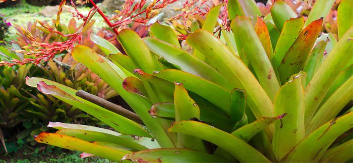 Bromeliads