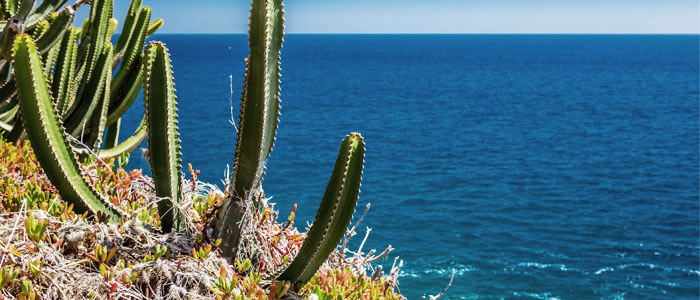 succulent-plants-in-the-canary-islands