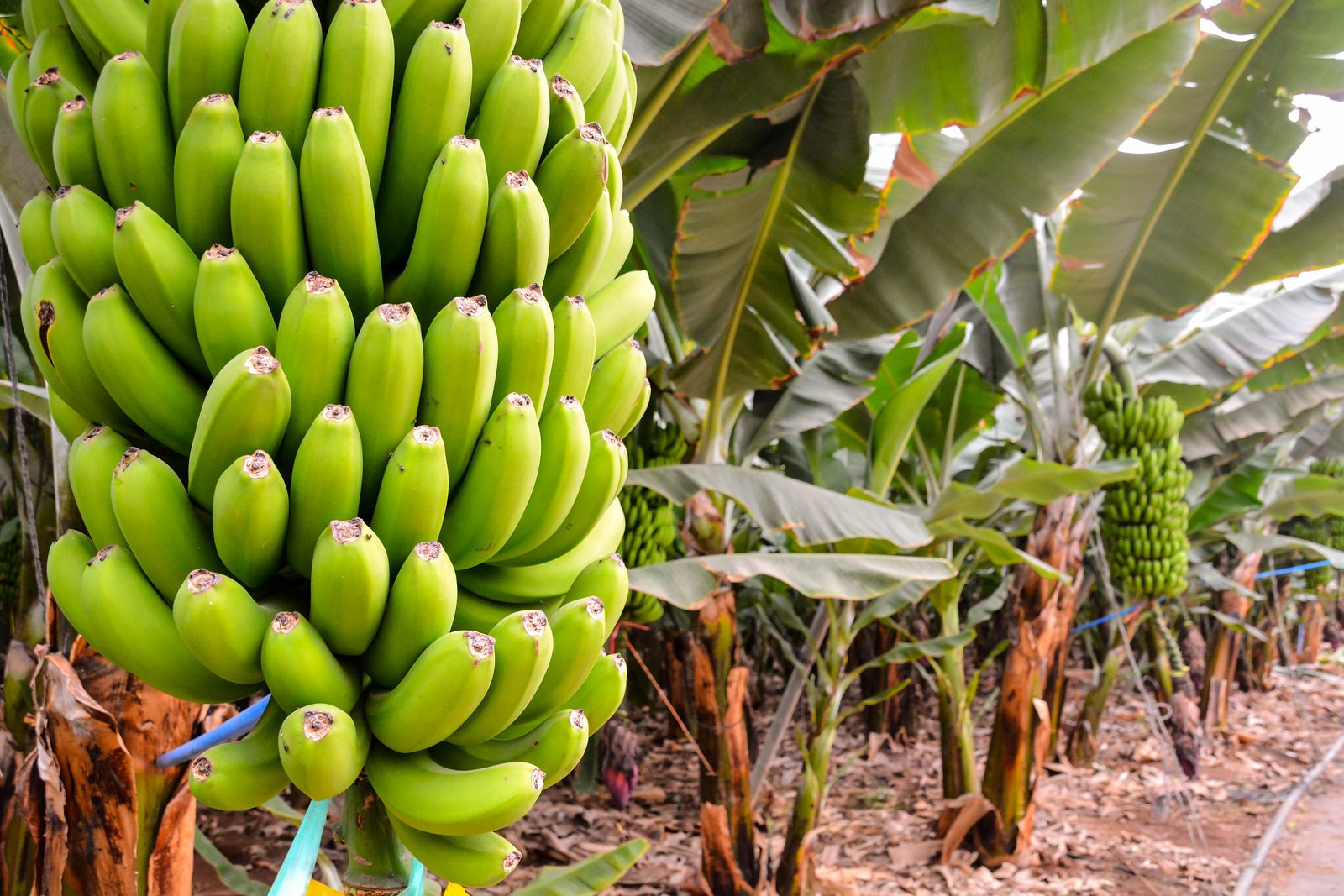 Cultivation And Benefits Of Different Cultivars Of Banana ...