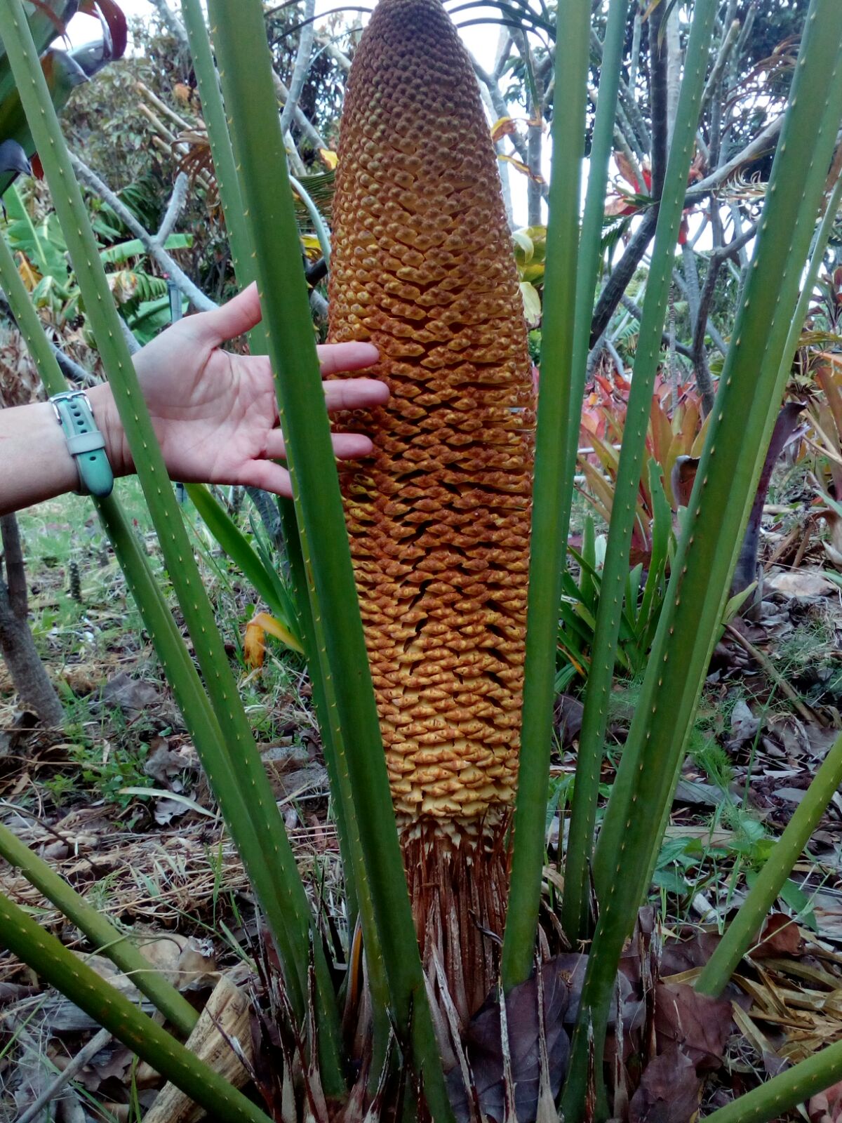 Male cone of Cycas multifrondis