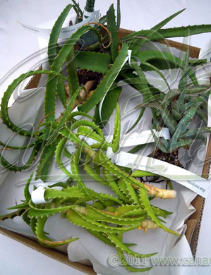 Aloe cuttings for sale