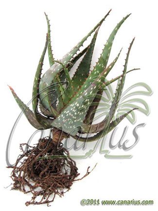 A bare rooted Aloe microstigma