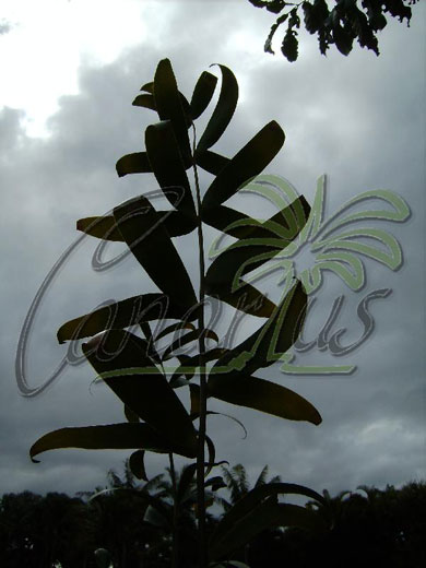 Ceratozamia leaf