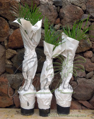 Wrapped cycads